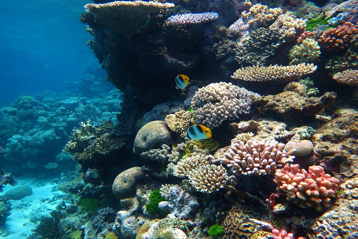 A picture of the great barried reef